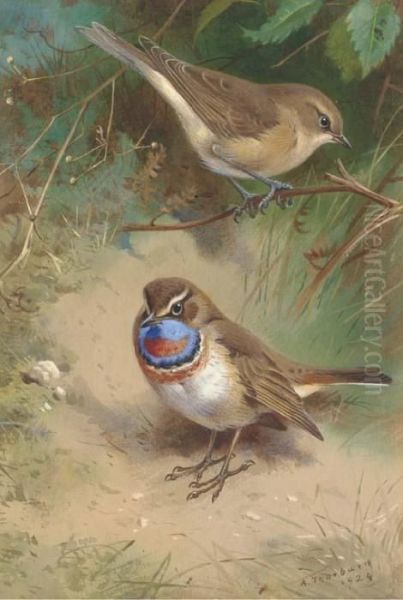 A Garden Warbler And An Arctic Bluethroat Oil Painting by Archibald Thorburn