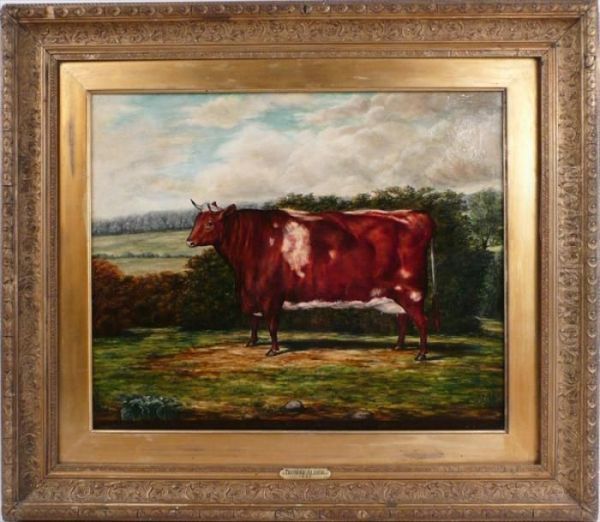 Four Year Old Shorthorn Heifer Oil Painting by Thomas Alder