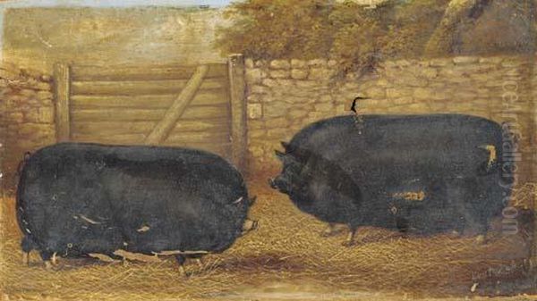 Prize Sows In A Sty Oil Painting by James Clark