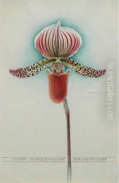 Cypripedium Goweranium Magnificum Oil Painting by John Nugent Fitch