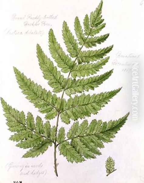 Broad Prickly-toothed Buckler Fern Oil Painting by William James Linton