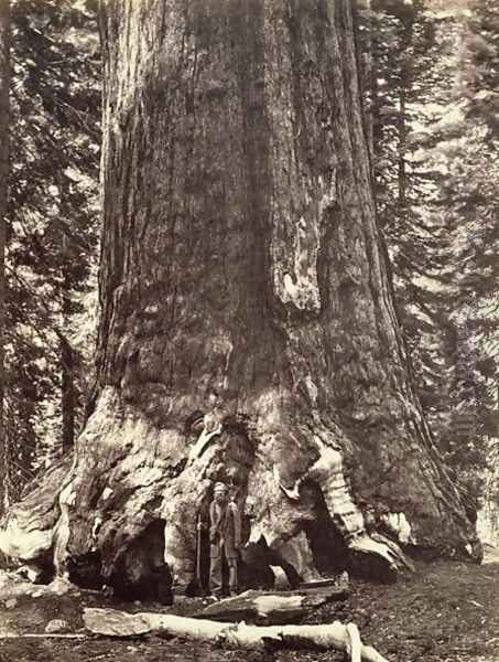 Base of the Grizzly Giant, from The Yosemite Book: A Description of the Yosemite Valley and the Adjacent Region of the Sierra Nevada, and of the Big Trees of California, by Josiah Dwight Whitney (1819-96) published 1868 Oil Painting by Carleton Emmons Watkins