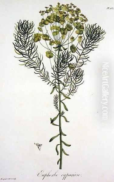 Euphorbia Cyparissias from Phytographie Medicale Oil Painting by L.F.J. Hoquart