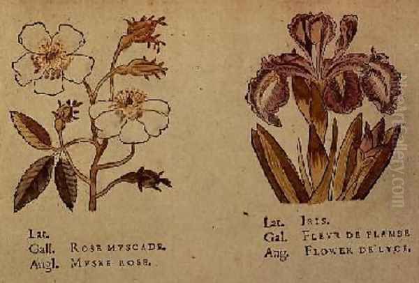 Rose and Iris Oil Painting by Jacques le Moyne de Morgues