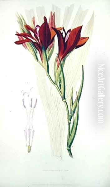 Gladiolus Red from Flora Conspicua Oil Painting by William Clark