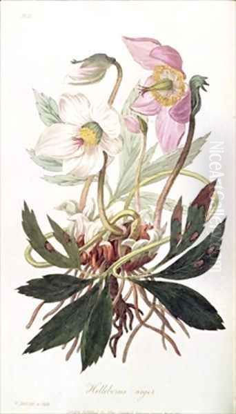 Christmas Rose from Medical Botany Oil Painting by William Clark