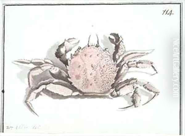 f114 Crab Erimacrus isenbeckii Oil Painting by William Ellis