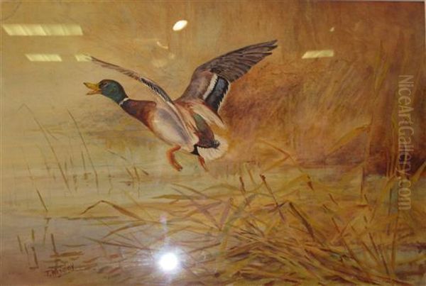 Study Of A Mallard In Flight Oil Painting by Thomas Wrigley