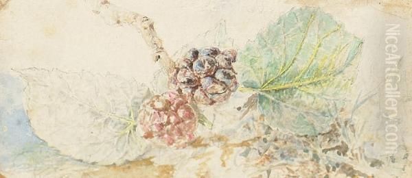 Study Of Blackberries Oil Painting by Myles Birket Foster