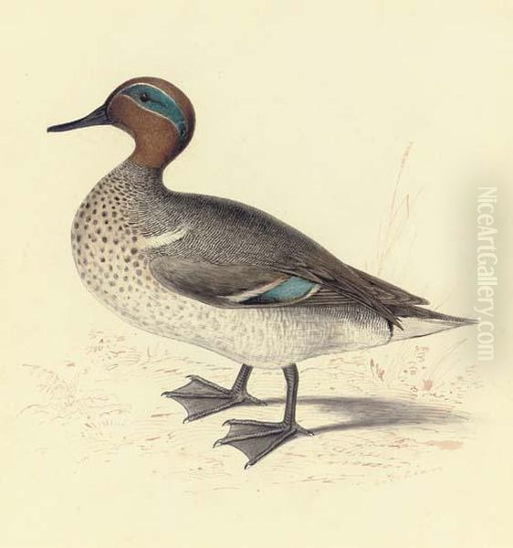 Study Of A Teal Oil Painting by Edward Lear