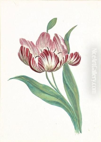 A Flower Study Of A Tulip Oil Painting by Edward Lear