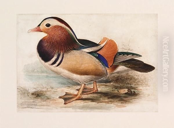 (mandarin Drake) Oil Painting by Edward Lear