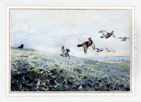 A Covey Of Grey Partridge 
Beingshot Over A Turnip Field. Watercolour. Signed. Mounted, Framed 
Andglazed Oil Painting by Archibald Thorburn