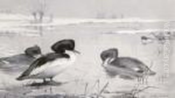 Grisaille Tufted Ducks Oil Painting by Archibald Thorburn