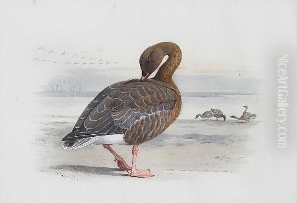 A Pink-footed Goose Oil Painting by Archibald Thorburn