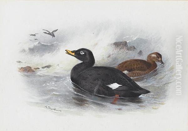 A Velvet Scoter Oil Painting by Archibald Thorburn