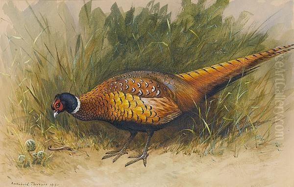 A Cock Pheasant Foraging Oil Painting by Archibald Thorburn