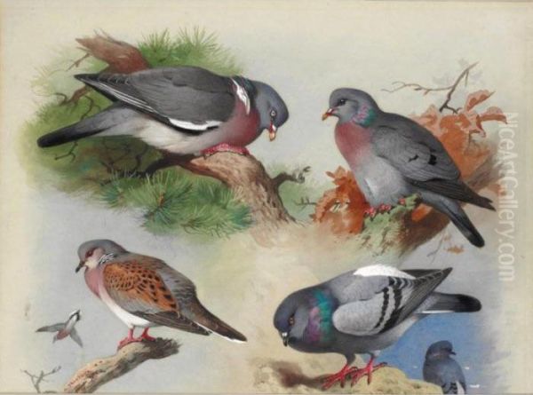 A Wood Pigeon, A Stock Dove, A Turtle Dove And A Rock Pigeon Oil Painting by Archibald Thorburn