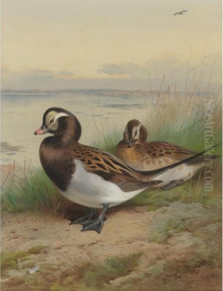 Long Tailed Duck, Summer Oil Painting by Archibald Thorburn