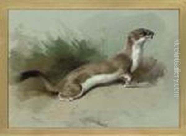 A Stoat On The Alert Oil Painting by Archibald Thorburn