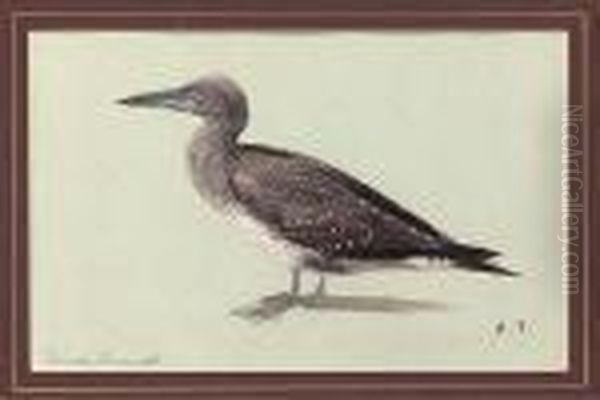 A Young Gannet Oil Painting by Archibald Thorburn