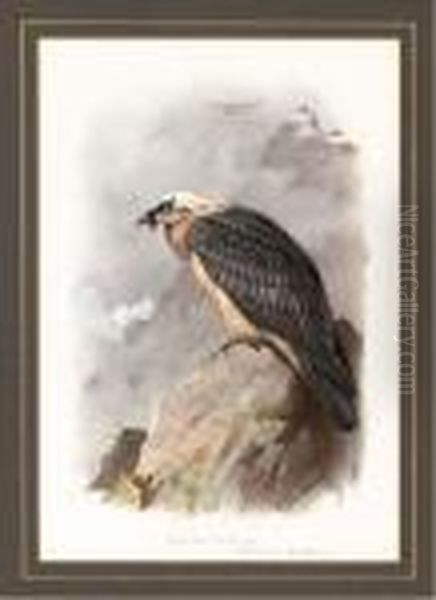 A Bearded Vulture Oil Painting by Archibald Thorburn