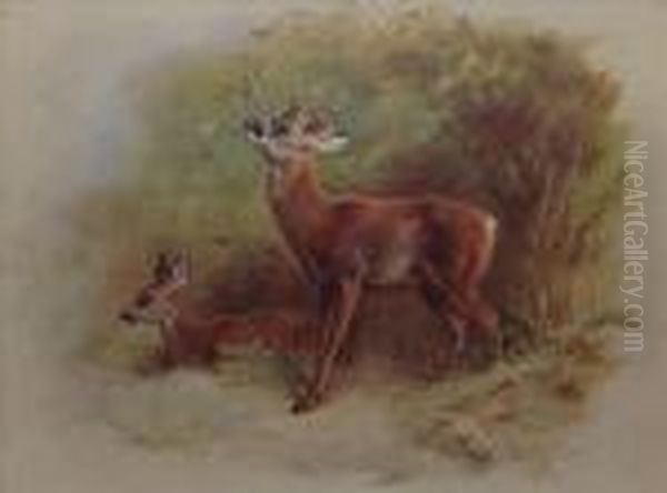 Roedeer Oil Painting by Archibald Thorburn