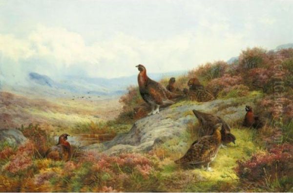 Red Grouse In A Landscape Oil Painting by Archibald Thorburn