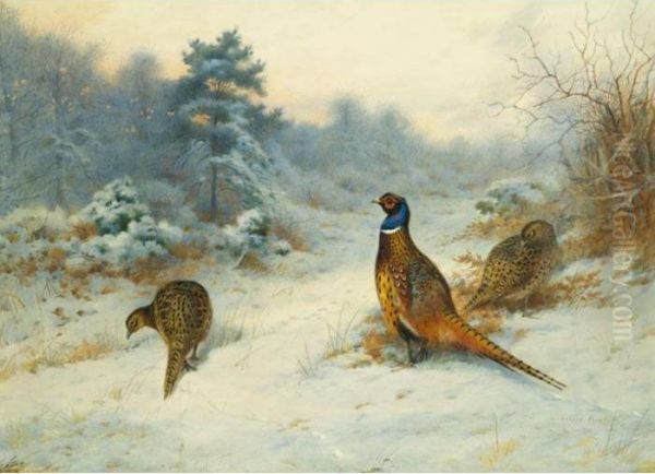 Winter's Sunset, Pheasants In The Snow Oil Painting by Archibald Thorburn