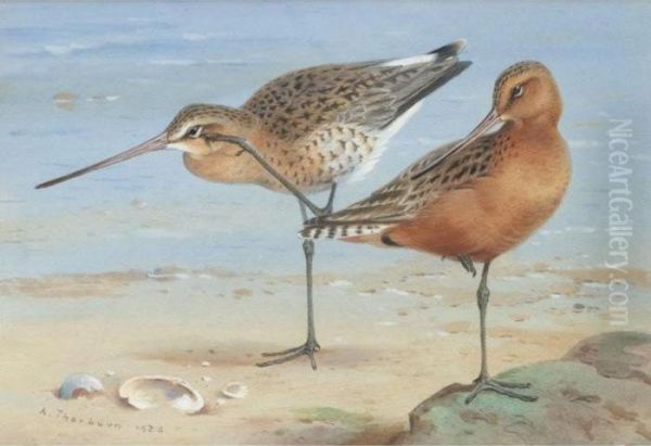 A Pair Of Bar-tailed Godwit Oil Painting by Archibald Thorburn