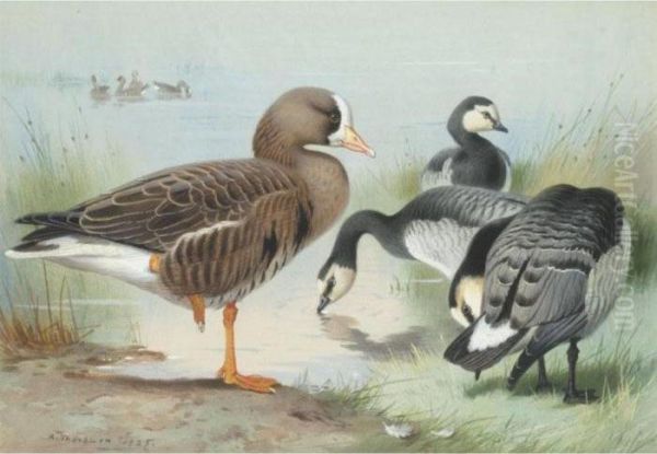 A White-fronted Goose And Barnacle Geese Oil Painting by Archibald Thorburn