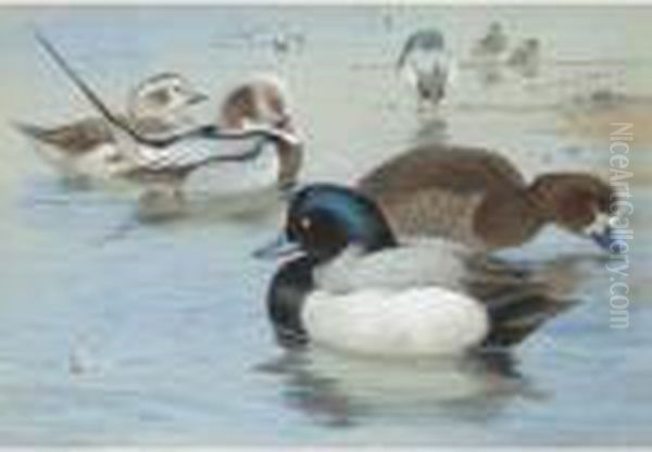 A Pair Of Long-tailed Ducks And A Pair Of Scaup Oil Painting by Archibald Thorburn