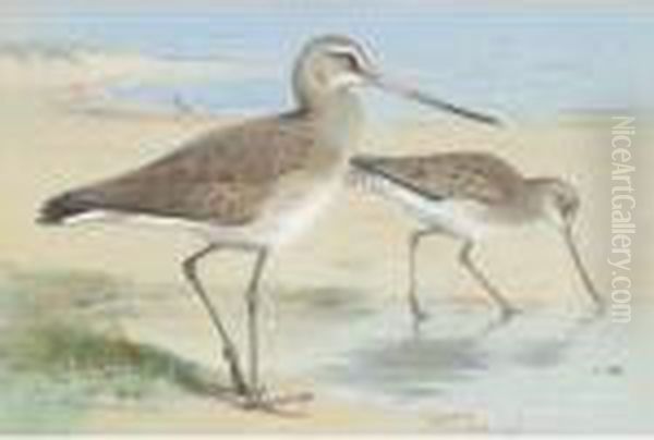 A Pair Of Black-tailed Godwit Oil Painting by Archibald Thorburn