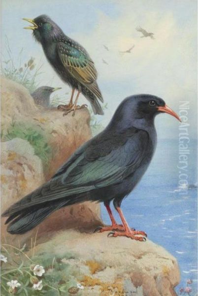 A Rock Starling And A Common Chough Oil Painting by Archibald Thorburn