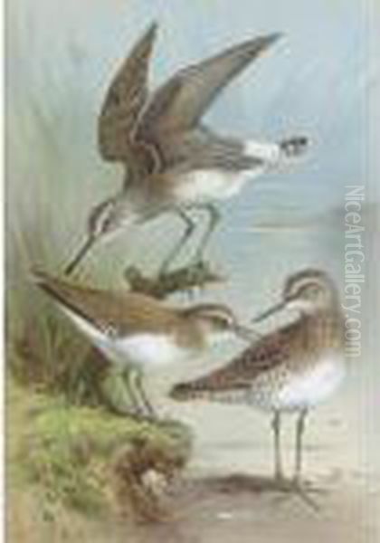 Sandpipers Oil Painting by Archibald Thorburn