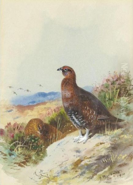 Red Grouse Oil Painting by Archibald Thorburn