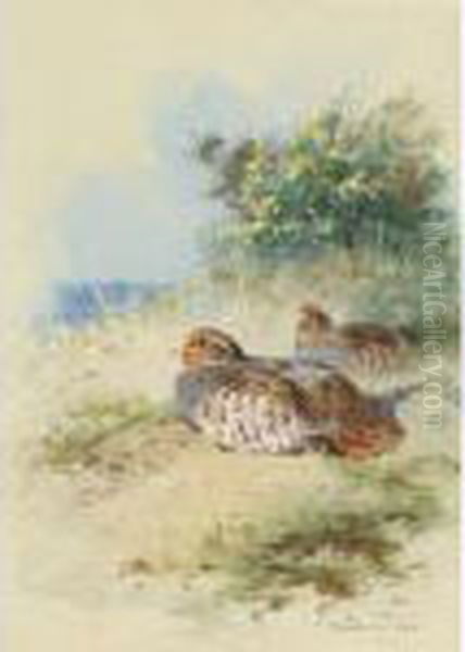 A Brace Of Grey Partridges Oil Painting by Archibald Thorburn