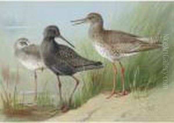 A Trio Of Redshank Oil Painting by Archibald Thorburn