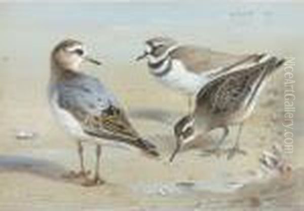 A Knot, A Sandpiper And A Little Ringed Plover Oil Painting by Archibald Thorburn