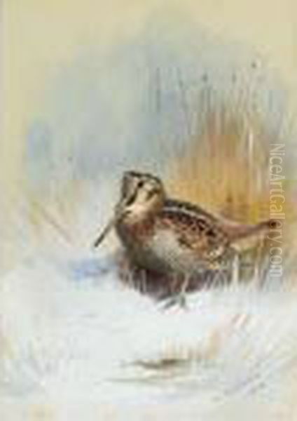 A Woodcock Oil Painting by Archibald Thorburn