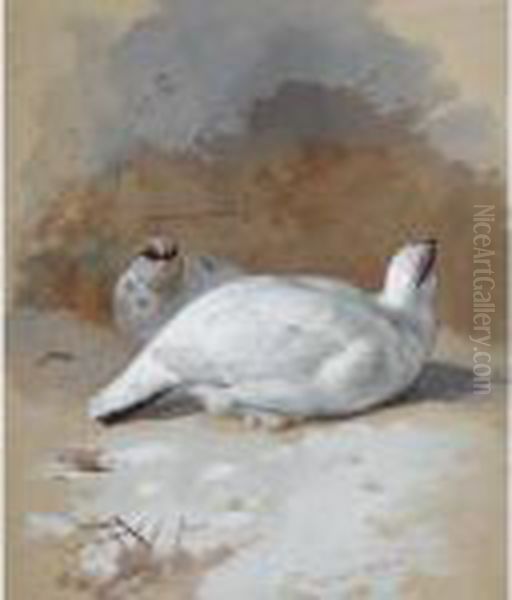 A Brace Of Ptarmigan In The Snow Oil Painting by Archibald Thorburn