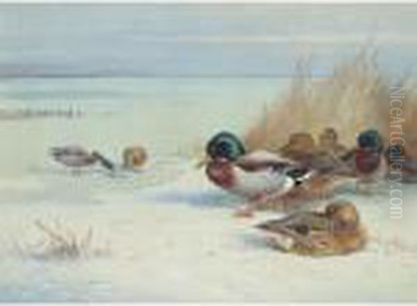 Mallards On A Frozen Lake Oil Painting by Archibald Thorburn