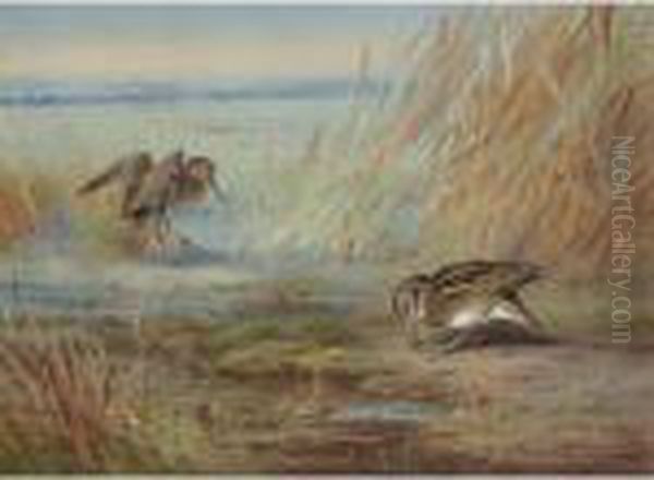 Common Snipe On Marshland Oil Painting by Archibald Thorburn