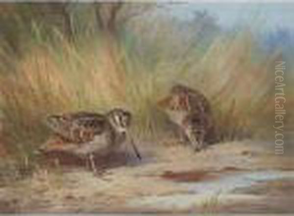 A Pair Of Woodcock Oil Painting by Archibald Thorburn