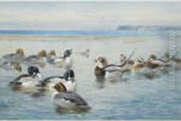 Goldeneyes And Longtails Oil Painting by Archibald Thorburn