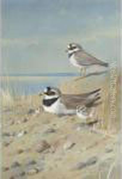 Ringed Plover And Their Young On The Shore Oil Painting by Archibald Thorburn