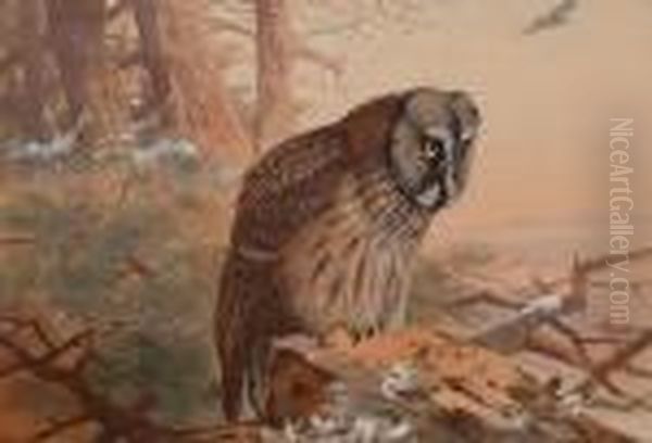 Great Grey Owl. Oil Painting by Archibald Thorburn