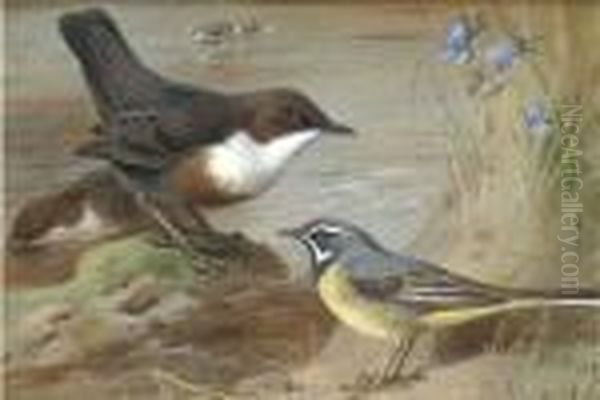 Dippers And A Grey Wagtail On The Bank Of A Stream Oil Painting by Archibald Thorburn