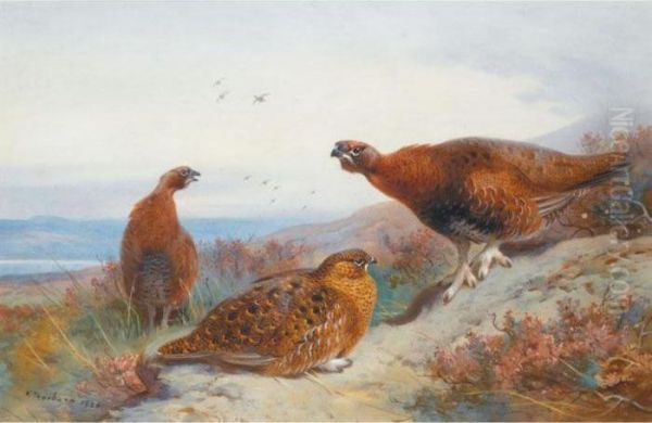 Grouse On A Moor Oil Painting by Archibald Thorburn