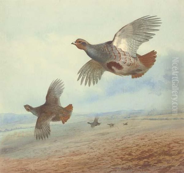 Down Wind; Partridge In Flight Oil Painting by Archibald Thorburn